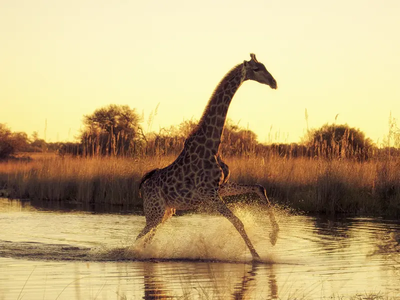 Gut zwei Wochen lang erkunden Sie mit Ihrem Studiosus-Reiseleiter und in kleiner Gruppe die Naturschönheiten Botswanas und Namibias. Durch seichtes Wasser springende Giraffen sind im Überschwemmungsgebiet des Okavangos keine Seltenheit.