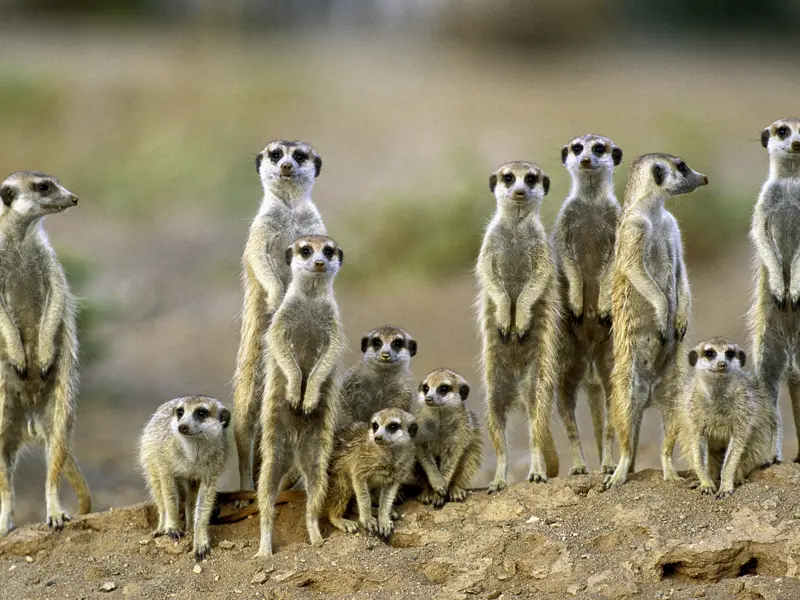 Bei unserer Naturerlebnis-Studienreise Namibia-Botswana - Wunder der Natur können wir in den verschiedenen Wildschutzgebieten die vielfältige Tierwelt bestaunen. Heia, Safari - Erdmännchen, Augen auf!