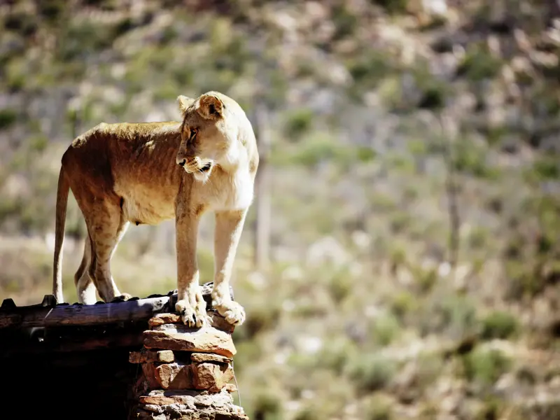 Auf unserer Studienreise Namibia - im Überblick sehen wir mit etwas Glück die Big Five, auf jeden Fall aber die vielfältige Tierwelt in den zahlreichen Naturparks.