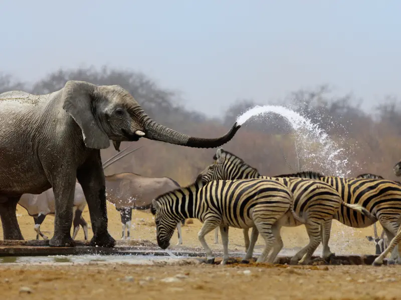 Auf unserer Studienreise Namibia - im Überblick geht es  früh auf Pirsch im Etoscha-Nationalpark: Elefanten, Zebraherden, Oryx-Antilopen - und vielleicht ist heute unser Glückstag und wir sehen auch große Katzen: Löwen und Leoparden.