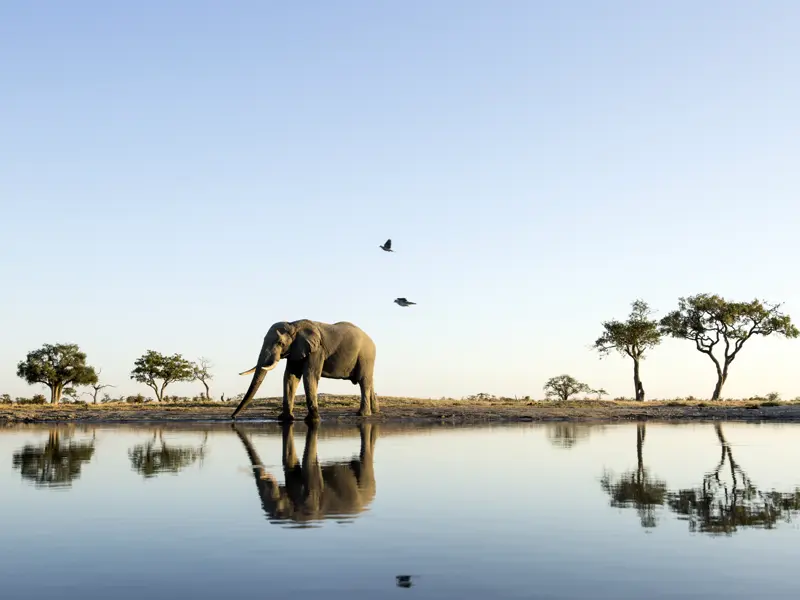 Auf den Safaris während unserer Studiosus-Expeditionsreise durch die Nationalparks Botswanas sehen wir nicht nur die wunderschöne Landschaft, sondern auch die einheimischen Tiere.