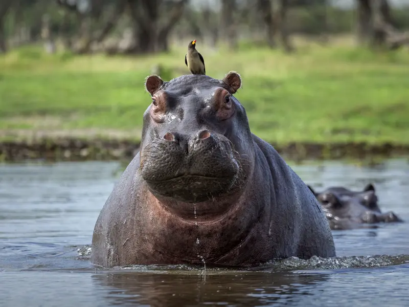 Zwei Wochen lang erkunden Sie mit Ihrem Studiosus-Reiseleiter und in kleiner Gruppe die Naturschönheiten Botswanas. Das Okavangodelta ist ein Paradies für Flusspferde, die gelegentlich bis an unser Camp kommen.