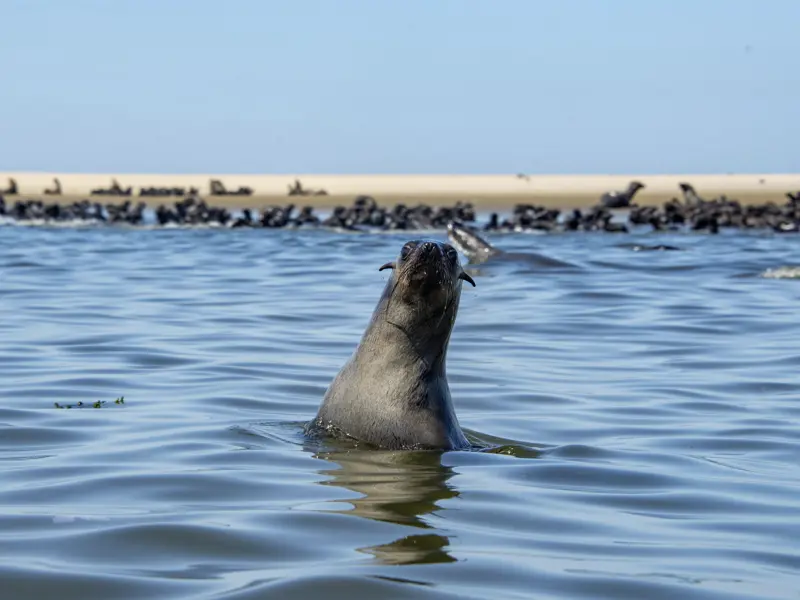 Ein Ausflug in die Hafenstadt Walvis Bay zum Pelican Point und von dort weiter zu den Robbenbänken bei der Bay steht während unserer Studienreise durch Namibia auf unserem Programm.