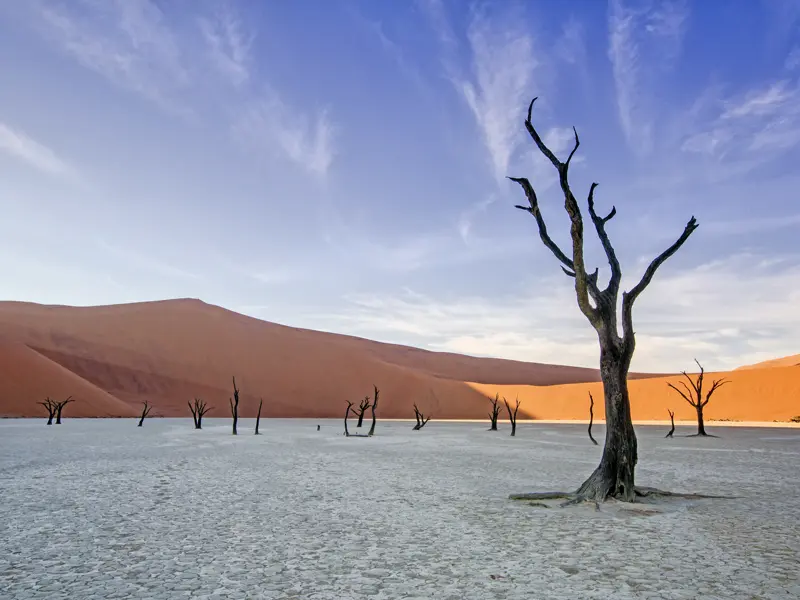 Ein kurzer Spaziergang durch den Sand der Namib führt uns auf der Studiosus-Reise nach Namibia in das Deadvlei. Ein magischer Ort!