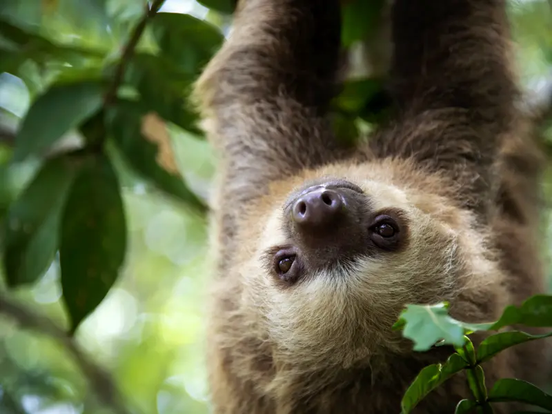 Mit etwas Glück posiert auf unserer Studienreise durch Costa Rica ein Faultier tiefenentspannt für unsere Kameras.