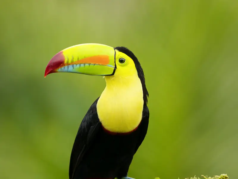 Die Artenvielfalt in Costa Rica ist rekordverdächtig. Mit geschultem Auge zeigt Ihnen Ihr Studiosus-Reiseleiter auf unserer Rundreise die Flora und Fauna des Landes. Mit dem Boot und zu Fuß erkunden wir die Naturparadiese.