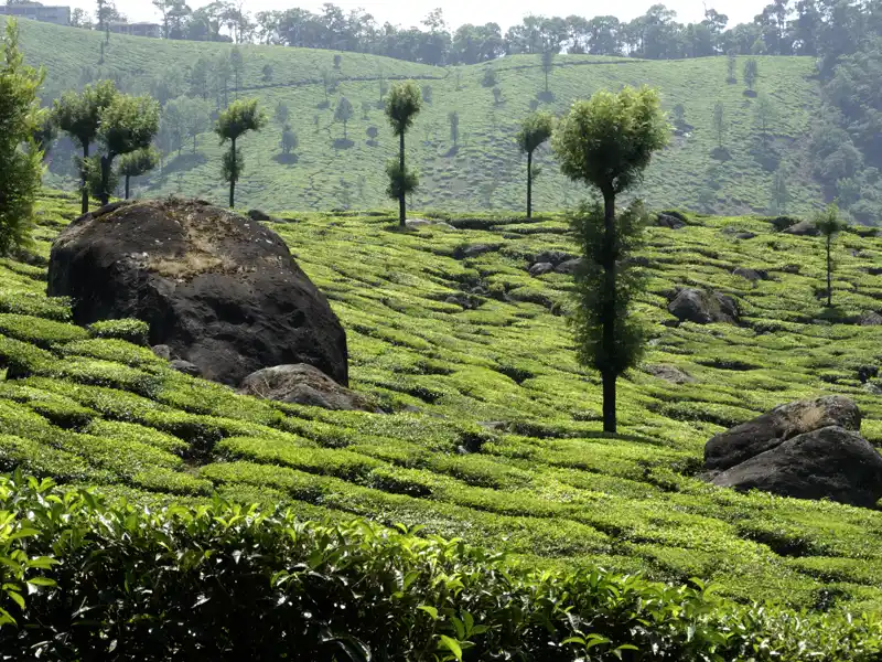 Auf unserer Fahrt durch die Western Ghats in Kerala sehen wir auf unserer Studienreise durch Südindien großeTeeplantagen. Vor allem in den Distrikten Munar und Iduki wird viel Tee angebaut.Die Sorten tragen häufig englische Namen, da es die britischen Kolonialherren waren, die den Tee hierherbrachten.