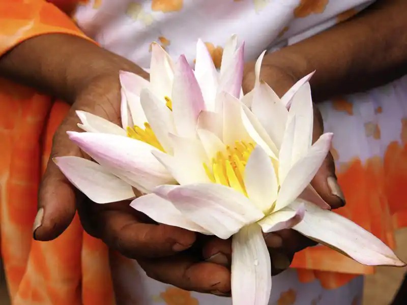 An den Tempeln von Anuradhapura bieten Gläubige Lotusblüten als Votivgaben dar. Die Klosterstadt ist eine Station unserer Studienreise durch Sri Lanka.