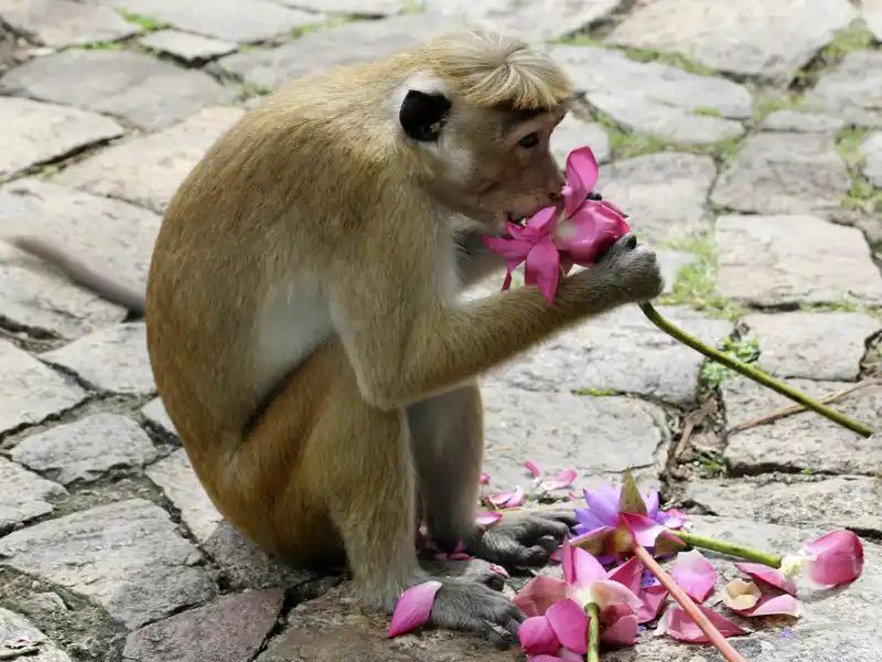 Nee, wat is dat lecker! Ein frecher Makake frisst eine Blüte, die von Pilgern als Opfergabe dargebracht wurde. Sri Lanka live auf unserer Studienreise durch das Land.