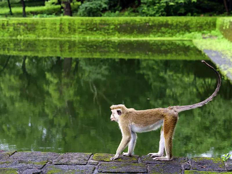 In Sri Lanka gibt es unterschiedliche Primaten. Auf kurzen, einfachen Wanderungen und einem Fahrradausflug lernen Sie auf dieser Studienreise die beeindruckende Artenvielfalt der Natu kennen.