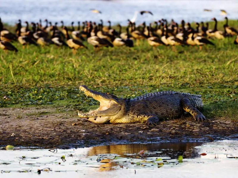 Krokodile und Vögel in der Wildnis des australischen Nordens! Freuen Sie sich auf ein unvergessliches Erlebnis bei einer Bootsfahrt während unserer Studienreise nach Australien mit dem Fokus auf die Natur des Landes.