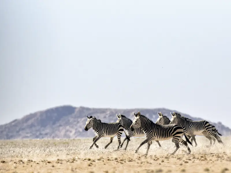 Die Safari-Erlebnisse auf der Studiosus-Familienreise nach Südafrika bleiben in Erinnerung.