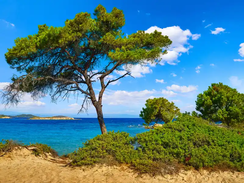 Duftende Pinienwälder, die fast bis an die goldgelben Strände reichen und dazwischen Felsenbuchten, kleine Dörfer und Weinberge: Am Ende Ihrer Studienreise nach Nordgriechenland genießen Sie einen Urlaubstag in Sithonia. In seiner wilden, ursprünglichen Schönheit hat sich dieser mittlere Finger der Halbinsel Chalkidiki viel griechisches Flair bewahrt.