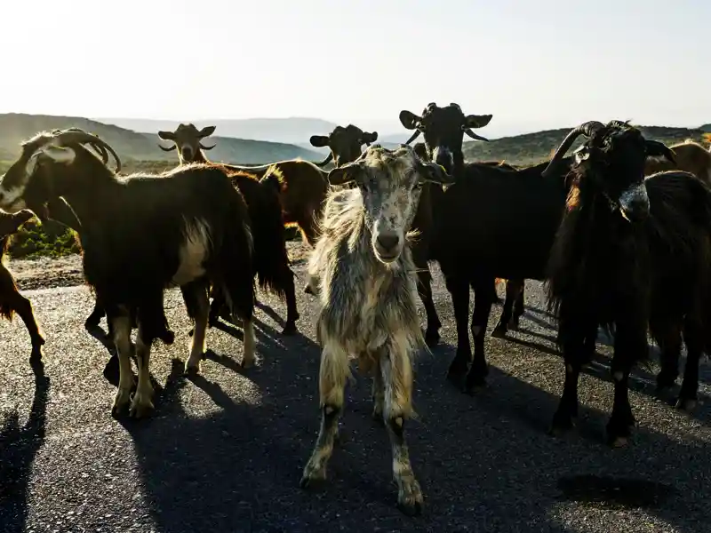 Begegnungen sind das A und O auf unserer Wanderreise auf Kreta. Wiir lernen Land und Leute auf unseren Wegen und sogar die Tierwelt der Insel kennen, so wie diese neugierigen Ziegen.