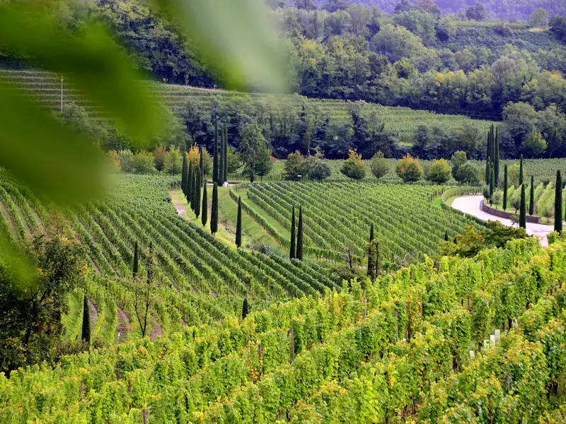 Im Friaul wachsen die Trauben für den berühmten Weißwein. Auf unserer achttägigen Studienreise tauchen wir ins Weißweinparadies ein und erfahren alles zum Thema Weinwunder im Friaul.