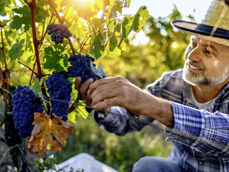 Wie schmeckt die Toskana? Auf unserer Studiosus-Reise erfahren wir es! Wein gehört zu den toskanischen Köstlichkeiten unbedingt dazu.