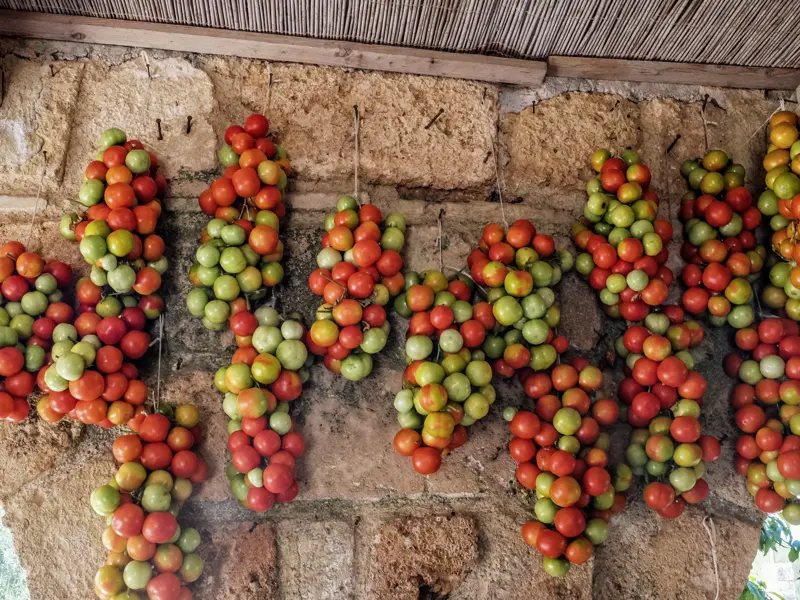 Achttägige Studienreise zu den Höhepunkten Apuliens wie den Trulli und Castel del Monte. Besuch von Bari, Ostuni, Lecce, Matera und Otranto; kein Hotelwechsel. Und die Kulinarik kommt nicht zu kurz; beileibe nicht nur die Vielfalt an Tomaten wird Sie begeistern.