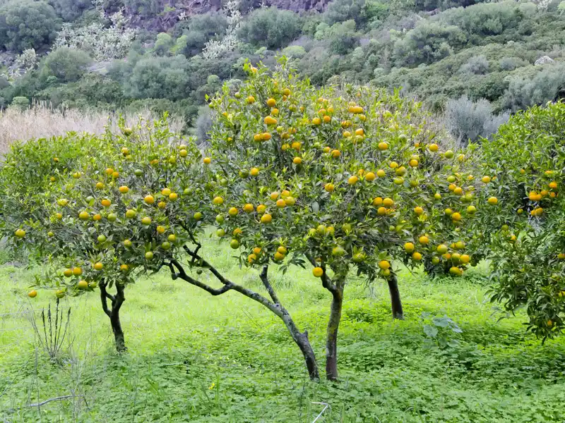 Die Natur spielt eine große Rolle auf unserer Studienreise nach Sardinien. Neben Zitronenhainen, die reiche Ernte versprechen,  treffen wir immer wieder auf Olivenbäume und Korkeichenwälder.