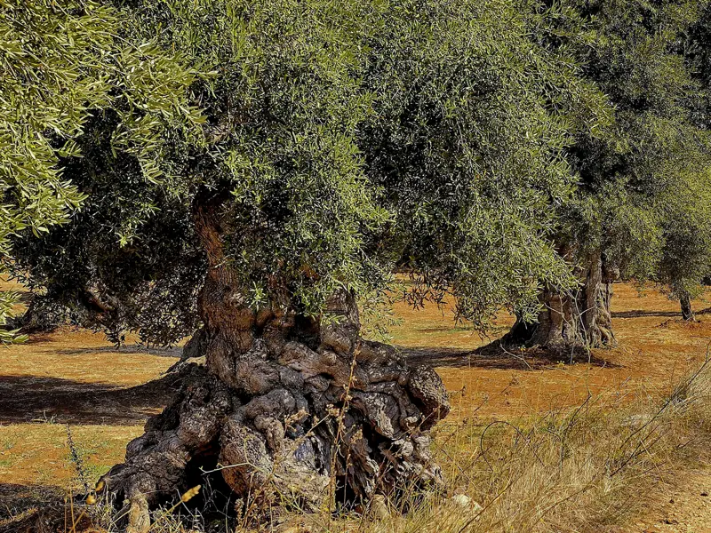 Unsere Studienreise nach Apulien führt Sie höchst abwechslungsreich mal am Meer entlang, mal durch Olivenhaine, mal zu Naturreservaten.