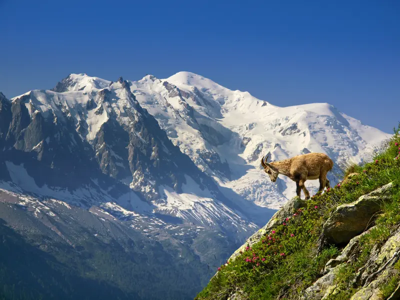 Die höchsten und berühmtesten Gipfel der Alpen sind im doppelten Sinn Höhepunkte dieser zwölftägigen Studienreise durch die Schweizer und französischen Berge - auch der höchste aller Alpengipfel: der Mont Blanc.