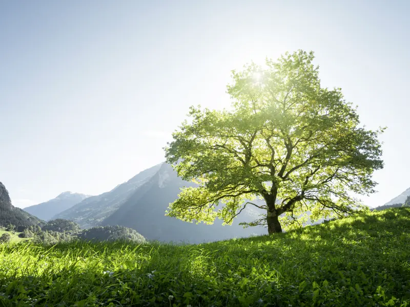 Auf unserer Studienreise durch die Schweiz bewundern wir nicht nur die vielen Sehenswürdigkeiten in den Tälern, sondern fahren immer wieder auch hinauf, um von den Almen den Blick über die Berglandschaft zu genießen.