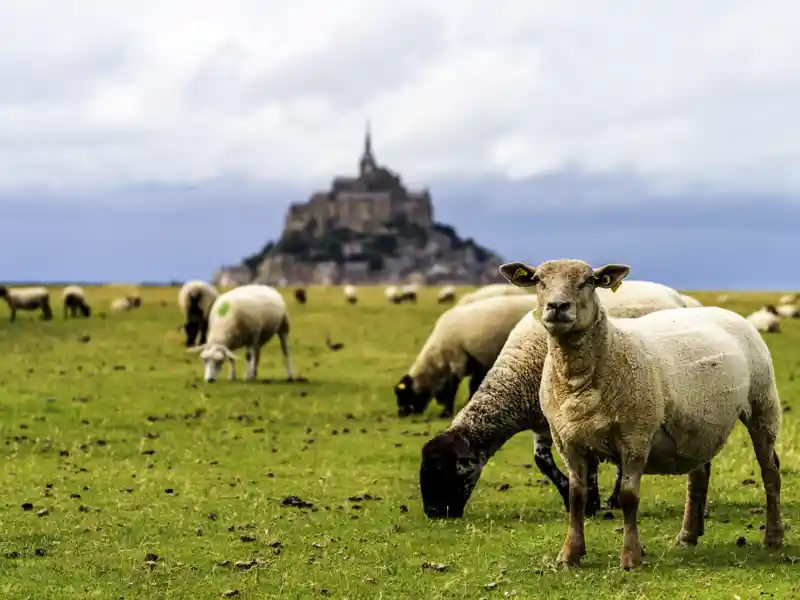 Ein Ausflug auf unserer Wanderreise in die Bretagne bringt uns zum Mont St-Michel, dem berühmten Klosterberg im Wattenmeer.