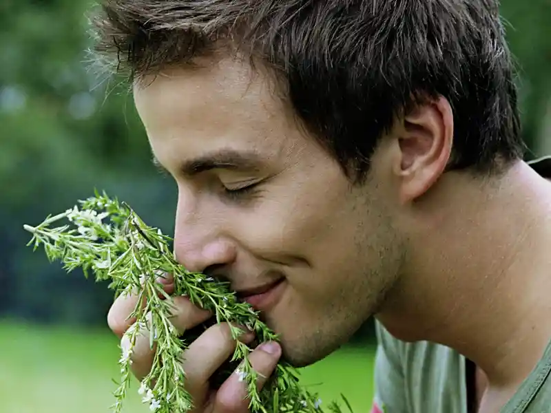 Duftende Kräuter, die jedem Gericht einen Hauch Südfrankreich verleihen. Als Mitbringsel Ihrer Studienreise zu den Höhepunkten der Provence dürfen ihre Kräuter, les Herbes de Provence, auf keinen Fall fehlen.