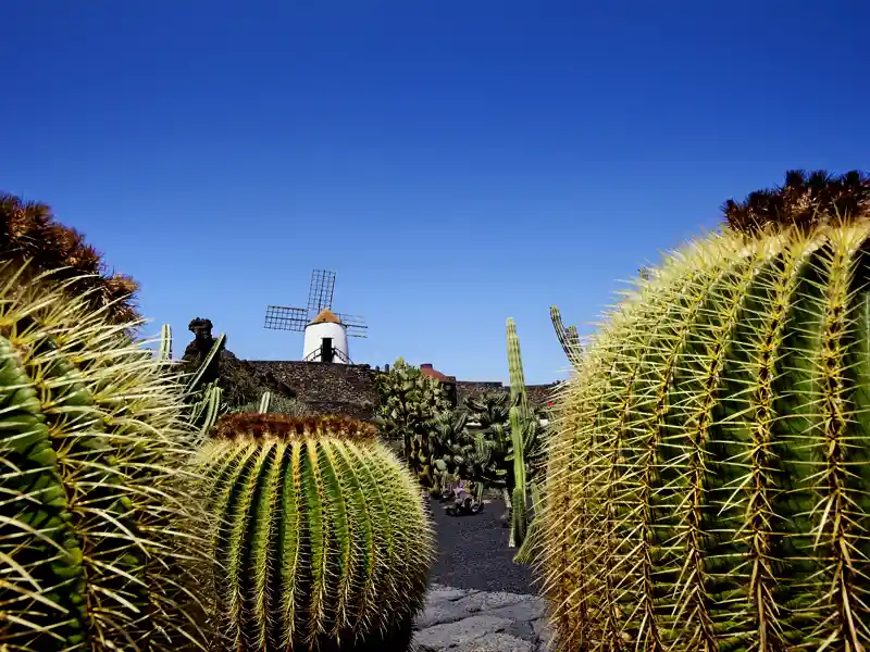 In einem ehemaligen Steinbruch auf Lanzarote erschuf César Manrique einen kunstvoll angelegten Kakteengarten mit über 1400 Arten, dessen Besuch auf der Naturerlebnis-Reise von Studiosus natürlich nicht fehlen darf.