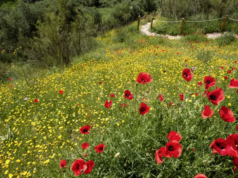 Wir sehen blühende Klatschmohn und gelbe Wiesenblumen an einem Wanderweg in der Sierra de Grazalema. Wandern mit Studiosus in Andalusien - nah dran an der Natur