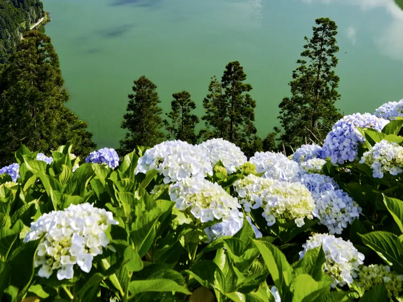 Neben dem Meer erleben wir auf unserer Studiosus-Naturerlebnisreise auf den Azoren auch immer wieder bunt blühende Blumenmeere.