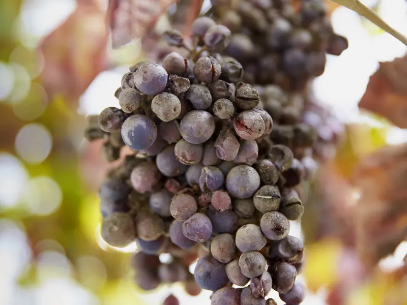 Auf unserer Wanderreise durch Portugal kommen wir durch exzellente Weinbauregionen wie das Dourotal um den Alentejo. Bestimmt finden Sie einen Tropfen, der Ihrem Gaumen schmeichelt.