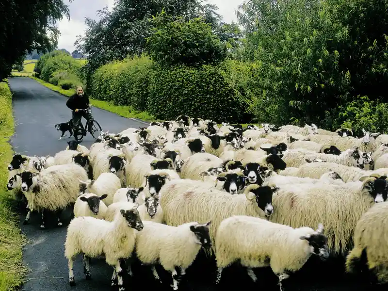 Hin und wieder kommt es auf unserer Studienreise durch England und Schottland auch zu überraschenden Begegnungen in ländlicher Idylle.