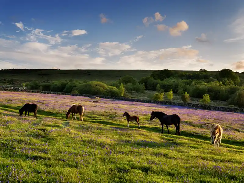 Vielleicht laufen uns auf unserer Studienreise durch Südengland im Dartmoor-Nationalpark halbwilde Ponys über den Weg.