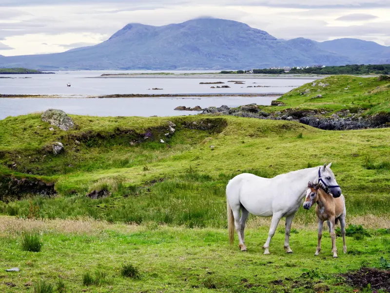 Auf unserer umfassenden Studienreise durch Irland besuchen wir auch die paradiesische Region Connemara. Mit ein wenig Glück sehen wir eine Ponystute mit ihrem Fohlen für ein schönes Foto.