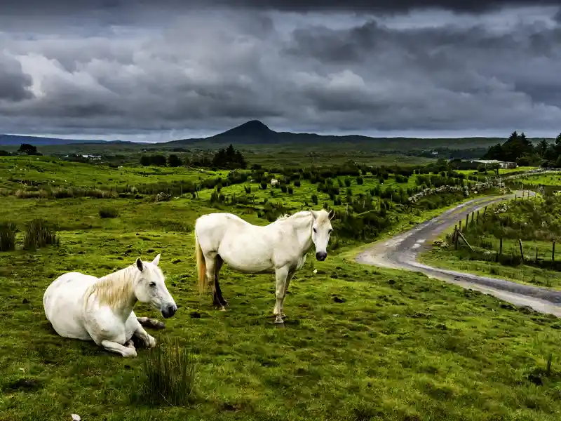 Aus der  rauen und wildromantischen Region Connemara stammen die bekannten Connemara-Ponys, die fast so groß wie ein Pferd sind und gerne als Reitponys genutzt werden. Die meisten Exemplare sind Greys.