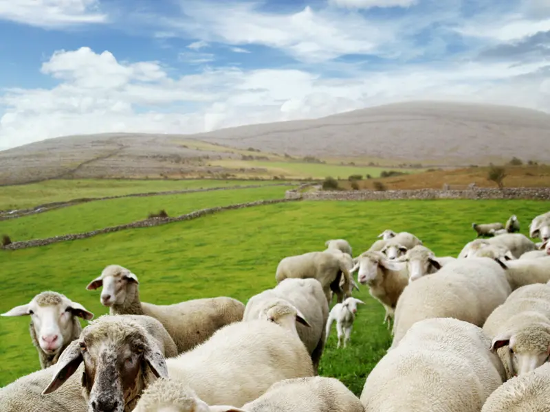 Auf unserer Studienreise durch Irland erkunden wir Stadt und Land. Auf unserer Fahrt durch Moorlandschaften und Hügel begegnen wir dabei natürlich immer wieder Schafen - ebenso neugierig wie fotogen!