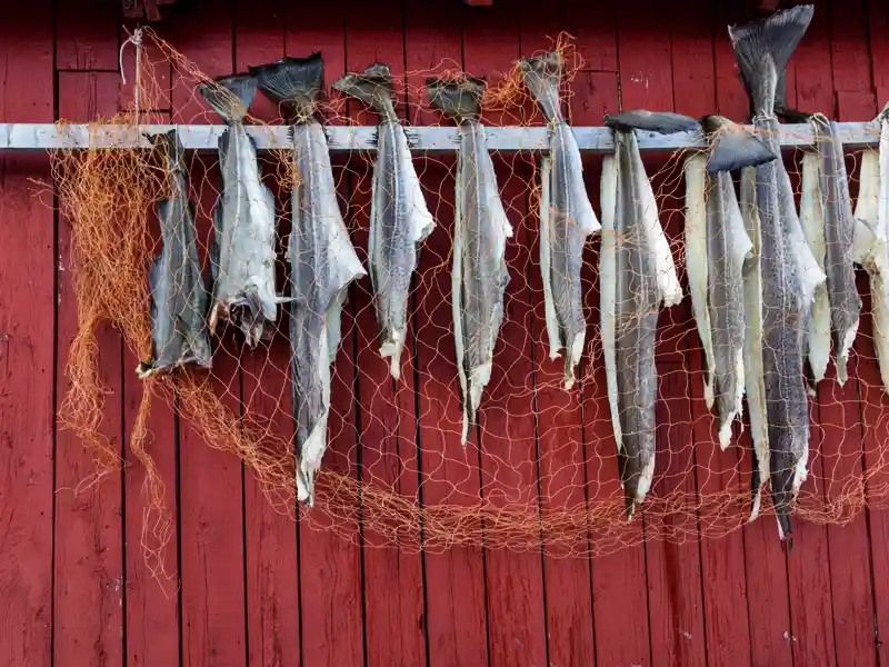 Auf den nordnorwegischen Inseln werden wir immer wieder Trockenfisch sehen, der im Winter gefangen und getrocknet und dann auch noch im Sommer als köstlicher Fisch verspeist wird.