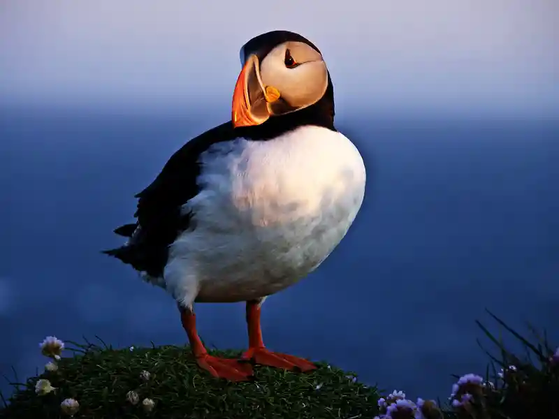 Papageitaucher in Island, ein beliebtes Fotmotiv auf unserer umfassenden Studienreise durch Island.