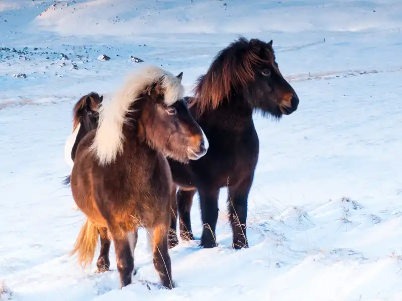 Unterwegs auf unserer neuntägigen Studienreise Island - Nordlichtsafari im Winter sehen wir immer wieder Islandpferde,