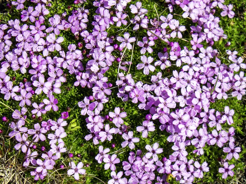 Immer wieder entdecken wir auf unserer Rundreise durch Island kleine lilafarbene Moosblüten.