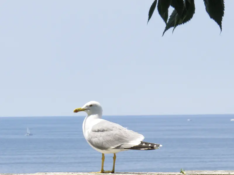 Auf unserer Wander-Studienreise Kroatien - Küste und Naturparks aktiv erleben erholen wir uns auch manchmal am Strand.