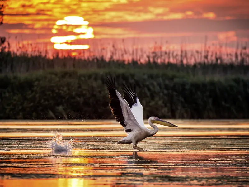 Auf unseren Bootsfahrten im Donaudelta während unserer Studienreise durch Rumänien haben wir Gelegenheit, die reiche Tierwelt zu beobachten.