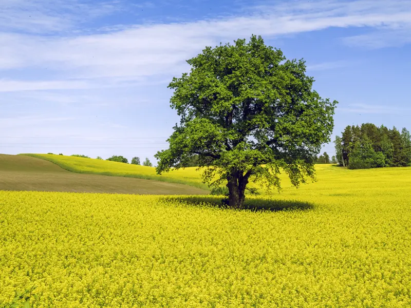 Auf unserer Reise durch das Baltikum erleben wir die wunderschöne Landschaft der drei baltischen Länder. Menschenleere Natur lädt zum Entspannen ein.