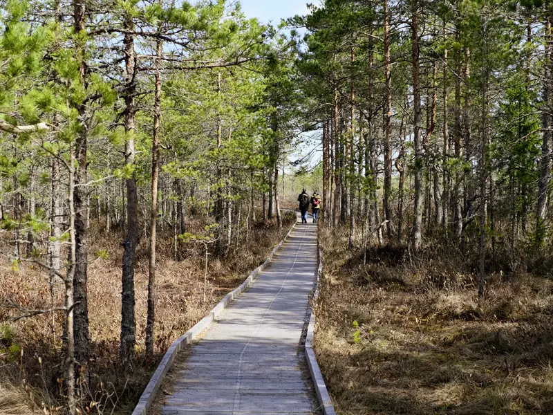 Zu den landschaftlichen Highlights auf unserer Studienreise durch das Baltikum gehört zweifelsfrei der beeindruckende Kiefernwald im Lahemaa-Nationalpark.