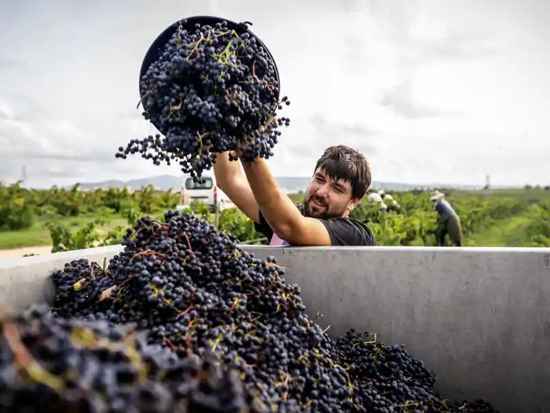 Piemont ohne Wein? Undenkbar! Auch auf unserer Rundreise probieren wir von den edlen Tropfen, die in der Region wachsen.