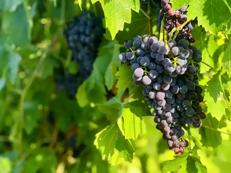 Unsere achttägige Studienreise voller Impressionen an den Golf von Neapel gib Ihnen die Gelegenheit, den guten italienischen Wein vor Ort zu testen!