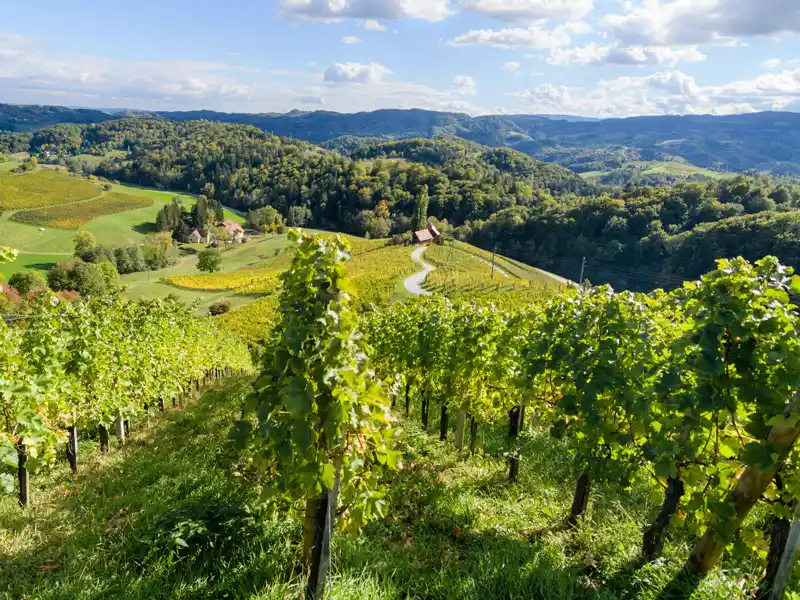 Auf unserer Genussreise durch Slowenien und die Steiermark probieren wir die unterschiedlichen Weine der Region.