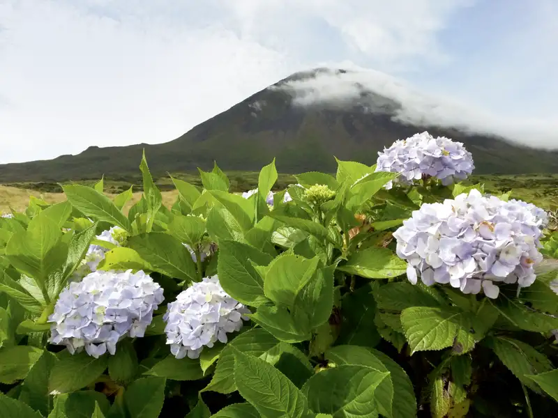 Bei der Reise auf den Azoren sehen wir eine farbenfrohe Blumenwelt mit majestätischen Vulkan.