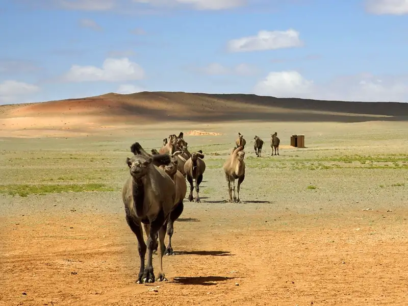 Bei Ihrere Reise durch die Mongolei lernen wir das Kamele und Pferde quasi zur Familie gehören.