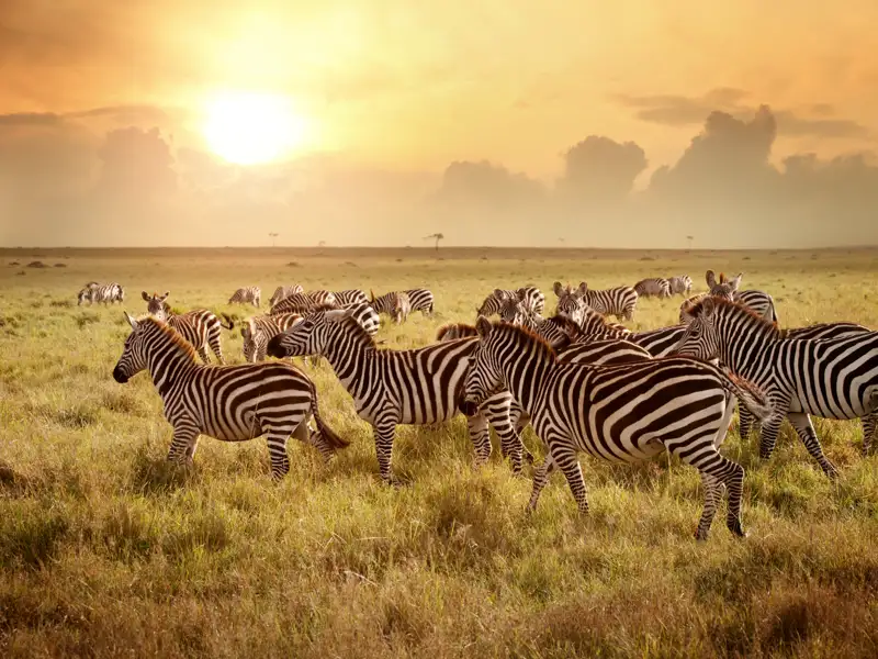 Auf Safari in Südafrika Nationalparks. Bei unserer Studienreise für Singles und Alleinreisende fester Bestandteil des Programms. Sie erleben die vielfältige Tierwelten, wie eine Herde Zebras.